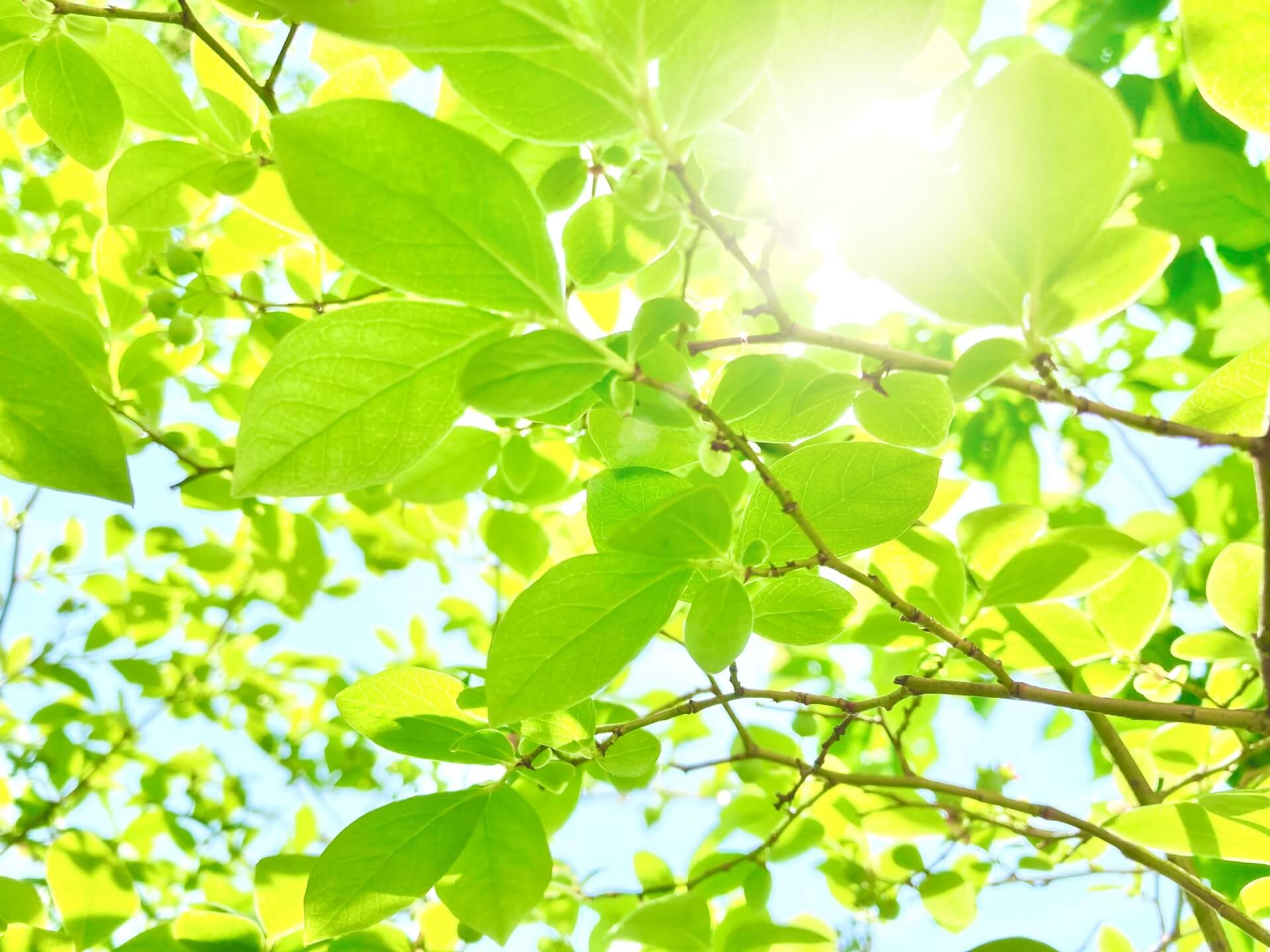 「初夏」と「立夏」と「孟夏」の違いとは？わかりやすく簡単に解説