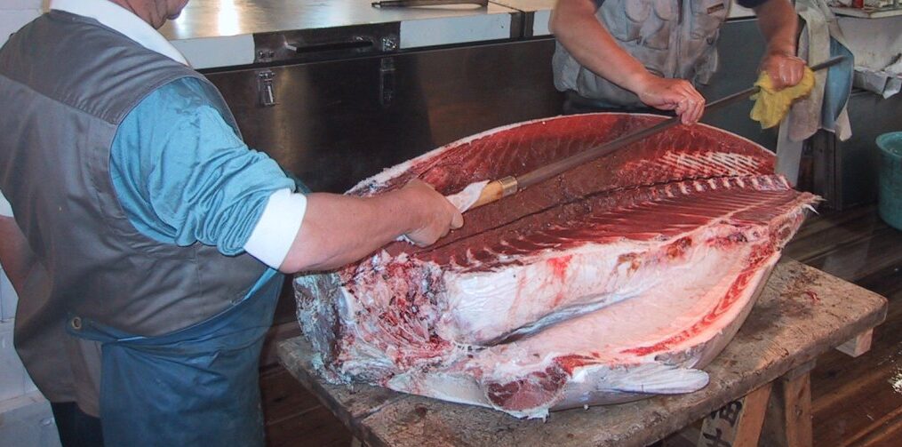 赤身魚