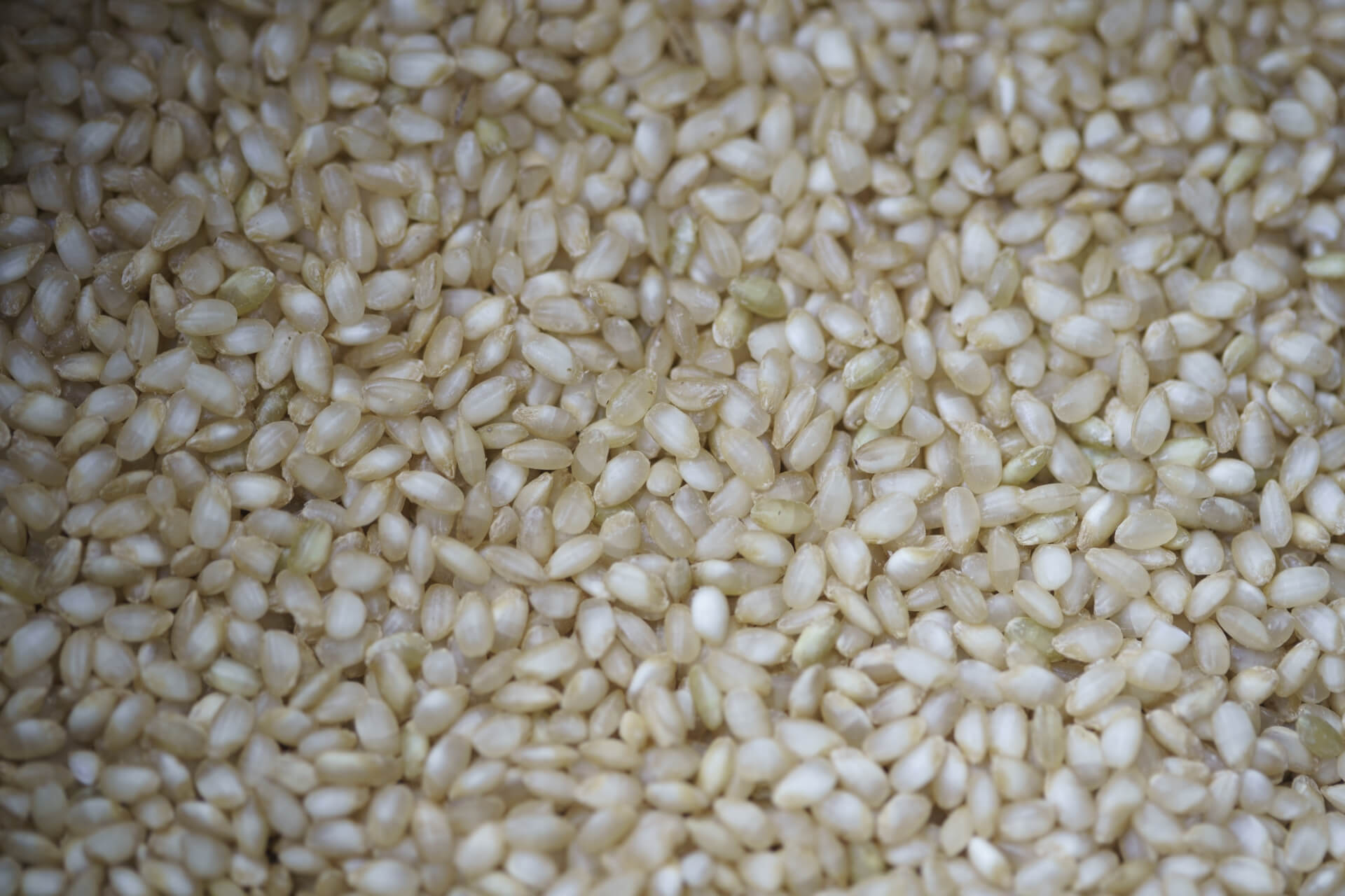 「玄米」と「発芽玄米」の違いとは？わかりやすく簡単に解説